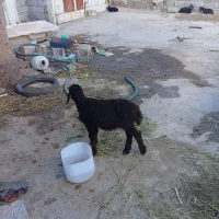 بره