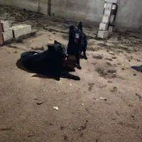 ژرمن بلک ماده واکسی