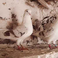 پرنده