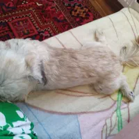 کوچولوی گمشده
