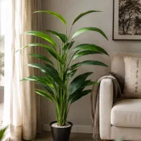 درختچه پرنده بهشتی، برگ چرمی، وارداتی