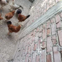 مرغ ونیمچه مرغ گلپایگان