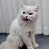گربه پرشین اصل