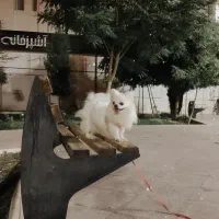 پامر خرسی سایز صفر ماده