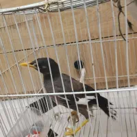 مینا نر سرحال با لوازم فوری