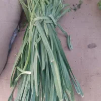سبزی تازه