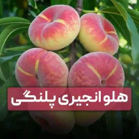 هلو.اصلاح شده و مخصوص صادرات