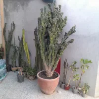 گل صخره ای