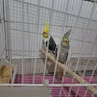 عروس خونه گی کار داده