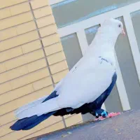 کفتر دم سیاه زیر رو قفل   نر مست.