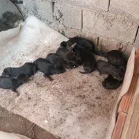 سگ ژرمن کار اصیل