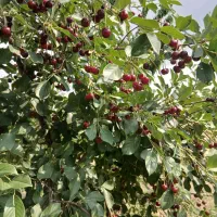باغ-میوه-800-متر