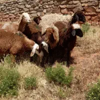 بره نرو ماده