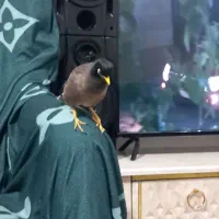 مرغ مینا