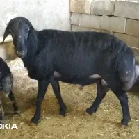 میش