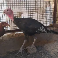 بوقلمون۵ ماهی هست