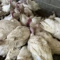 بوقلمون زنده