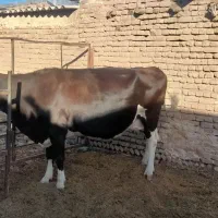 گاو شیری