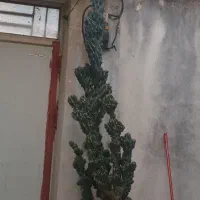 گل سخره ای ۳۰ساله ۲متری