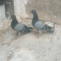 کفتر