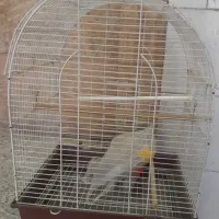 فروش قفس پرنده