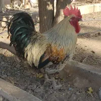 خروس بالغ گلپایگانی