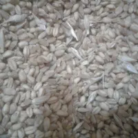گندم‌ بذر