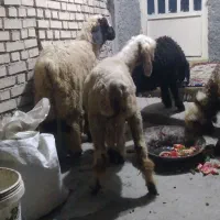 یه جفت بره نره ماده هفت هشت ماه بالا آدرس جنت