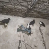 کبوتر