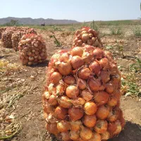 پیازطلایی مغان