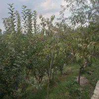 باغ-باغچه
