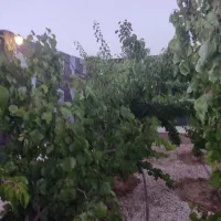 باغ ویلا700متری میانکوه نزدیک اتوبان