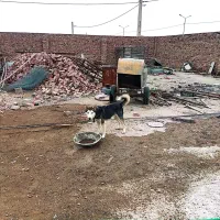 سگ هاسکی چشم سفید اصلی
