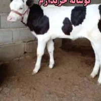 گوساله ماده میخوام