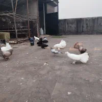 کبوتر دم چتری