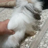 خرگوش لوپ پشمالو