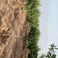 باغبان علاقه مند به کار و زندگی در مزرعه