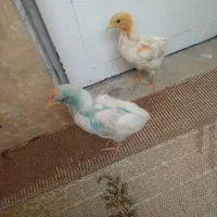 جوجه