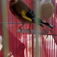 سره قرص بخون جوجه قفس یک سال