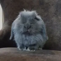 خرگوش مینی لوپ نر بالغ