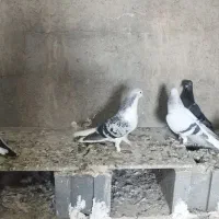 کبوتر