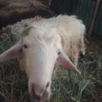 بره میش بز