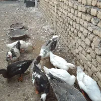 مرغابی‌وغاز