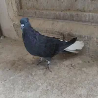 کفتر اصفهانی