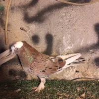 گرهن|پرنده|قشم, |دیوار