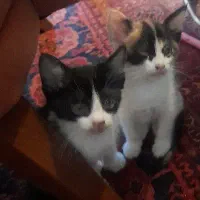 واگزاری بچه گربه
