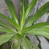 سوسن عنکبوتی