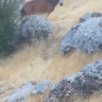 قاطر ماده 3سال