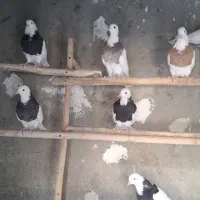 طوقی|پرنده|همدان, |دیوار