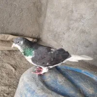 کفتر|پرنده|مشهد, کوشک مهدی|دیوار